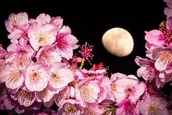 糸川桜まつり